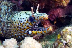 Dragon Moray, Kona HI by Andy Lerner 